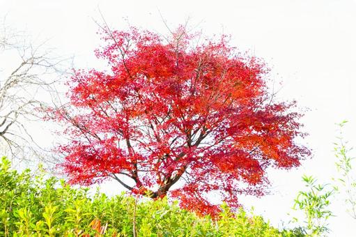 綺麗なもみじの紅葉 そのまんま公園,小高い丘,紅葉の写真素材