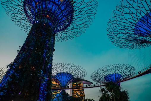 【シンガポール】スーパーツリー ガーデンズバイザベイ,スーパーツリー,植物園の写真素材