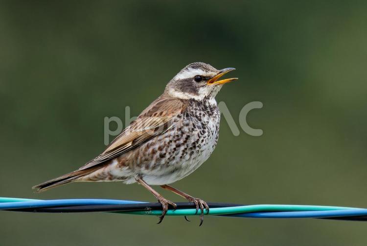 電線に留まるツグミ ツグミ,鶫,渡り鳥の写真素材