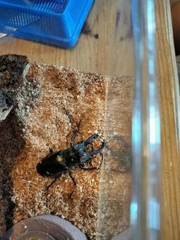 ミヤマクワガタの飼育 ミヤマクワガタの飼育の写真