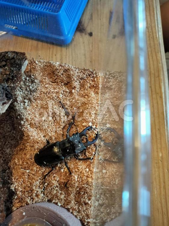 ミヤマクワガタの飼育 ミヤマクワガタ,ミヤマ,クワガタの写真素材