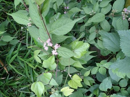 緑の中のささやかな花 緑の中のささやかな花の写真