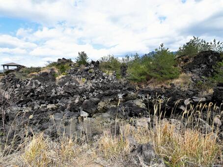 桜島の荒々しい溶岩原と青空の下の松の木﻿ 桜島,鹿児島,松の写真素材