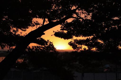 Pine trees and sunset, JPG