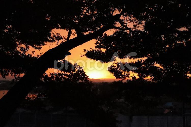 松と夕焼け 夕日,松,風景の写真素材