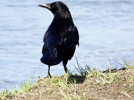 川辺に立つカラス 川辺に立つカラスの写真