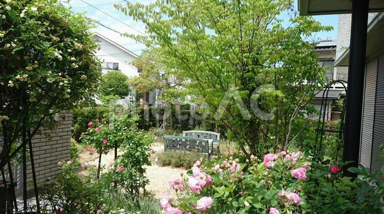 庭でティタイムはいかが？ 植物,葉,栽培の写真素材