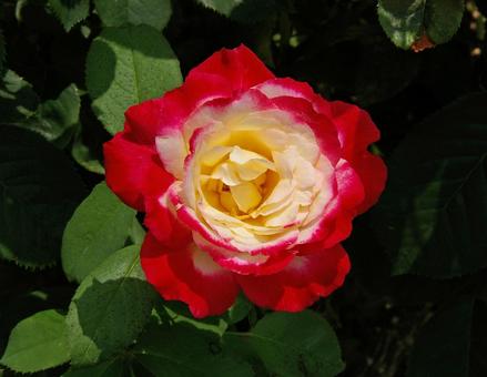 バラ ダブル・デライト バラ ダブル・デライト バラ,ダブル,デライトの写真素材