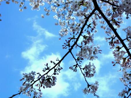 さくらのボケ背景-11の写真