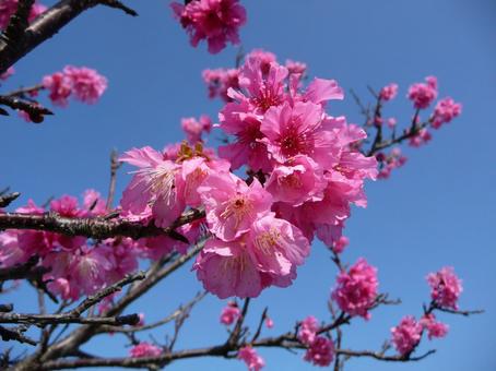 櫻花, JPG 櫻花, JPG
