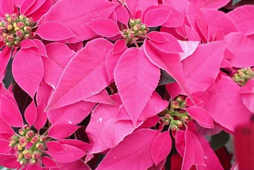 花 ポインセチア,赤,クリスマスの写真素材