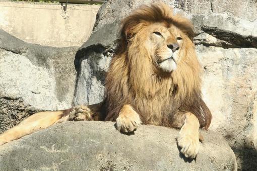 下から見上げたライオン ライオン,百獣の王,動物園の写真素材