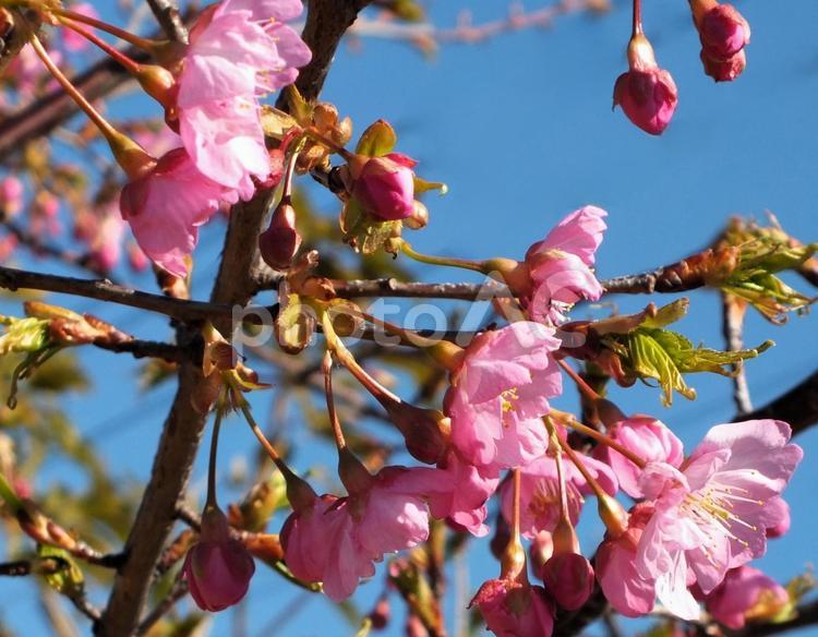 ようやく河津桜咲く 河津桜,桜,ピンクの写真素材