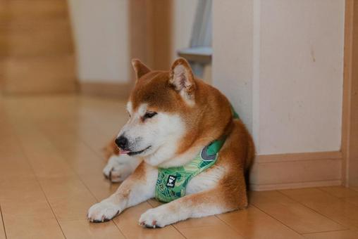 ほっとひと息ついて眠くなった柴犬 ほっとひと息ついて眠くなった柴犬の写真