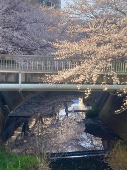 志井川の桜並木 志井川の桜並木の写真