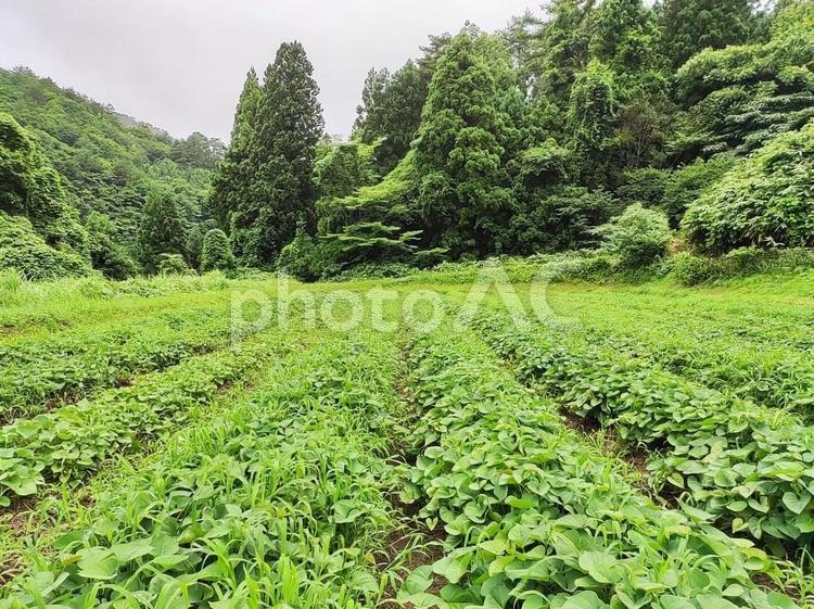 森のサツマイモ畑 さつまいも,サツマイモ畑,山の写真素材