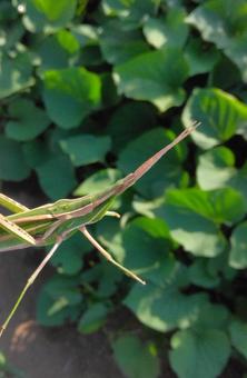 Short-horned grasshopper, JPG