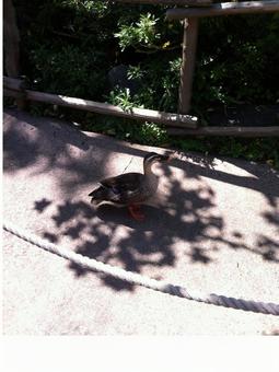 カモのお散歩 カモのお散歩の写真