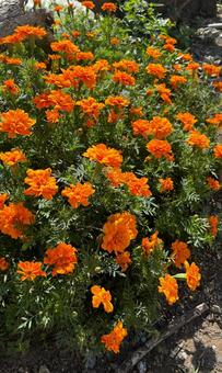 マリーゴールド マリーゴールド 自然,フレッシュ,鮮やかの写真素材