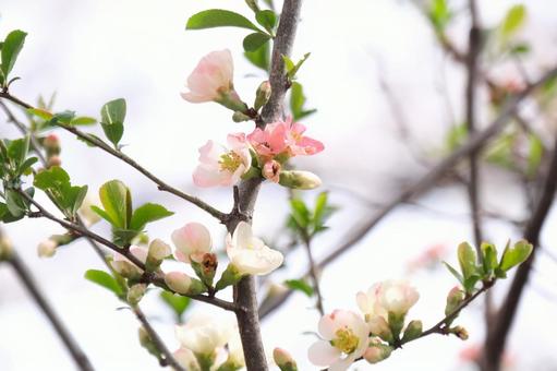 春の花 春の花の写真