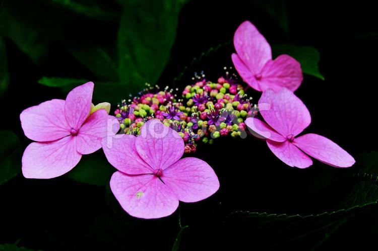 紫陽花の饗宴　ガクアジサイ ガクアジサイ,アジサイ,紫陽花の写真素材
