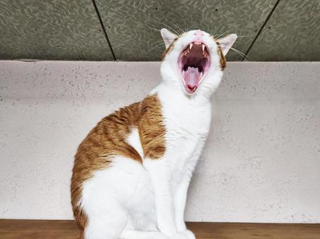 高いところが好きな茶トラ猫 高いところが好きな茶トラ猫の写真