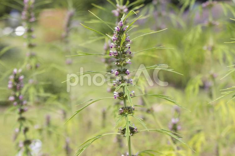 メハジキ　益母草 メハジキ,益母草,生薬の写真素材
