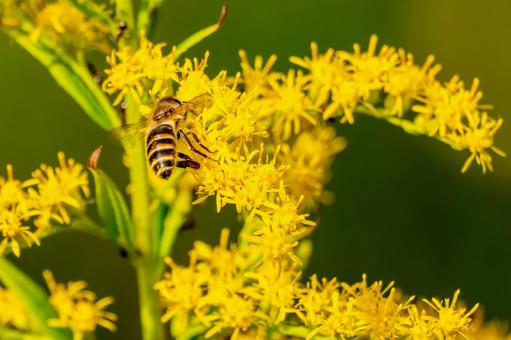 ミツバチとセイタカアワダチソウ⒄ ミツバチとセイタカアワダチソウ⒄ 蜂,ミツバチ,昆虫の写真素材
