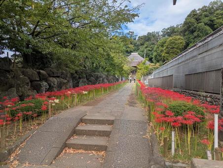 西方寺 西方寺 西方寺,新羽,横浜の写真素材