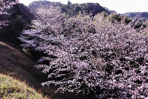 満開の美しい桜の風景 満開の美しい桜の風景の写真