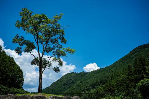 夏の青空と森林と樹木 夏の青空と森林と樹木 森林,樹木,青空の写真素材
