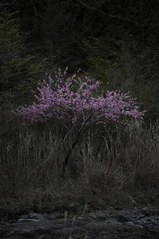 川沿いにひっそりと咲く花桃 川沿いにひっそりと咲く花桃 ハナモモ,花桃,寒緋桃の写真素材