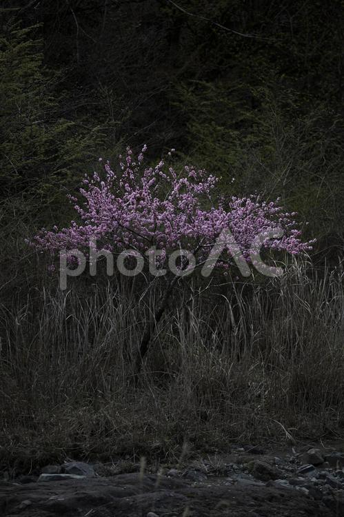川沿いにひっそりと咲く花桃 ハナモモ,花桃,寒緋桃の写真素材