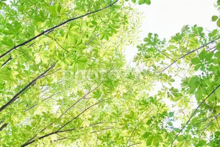 緑の木々の背景イメージ イメージ,背景,木の写真素材