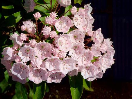 アメリカシャクナゲ（カルミヤ）の写真