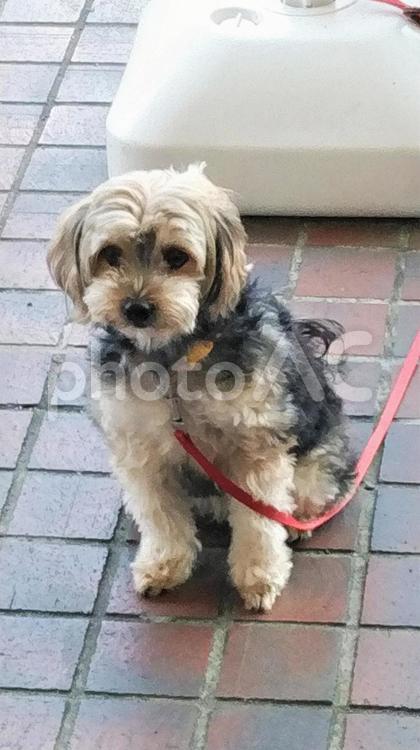 お留守番の犬 お留守番の犬,留守番の犬,リードにつながれた犬の写真素材