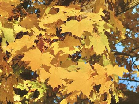 Yellow autumn leaves, JPG Yellow autumn leaves, JPG