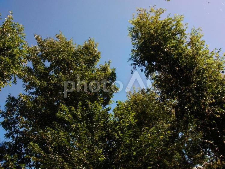 青空と樹々 木,葉,青空の写真素材