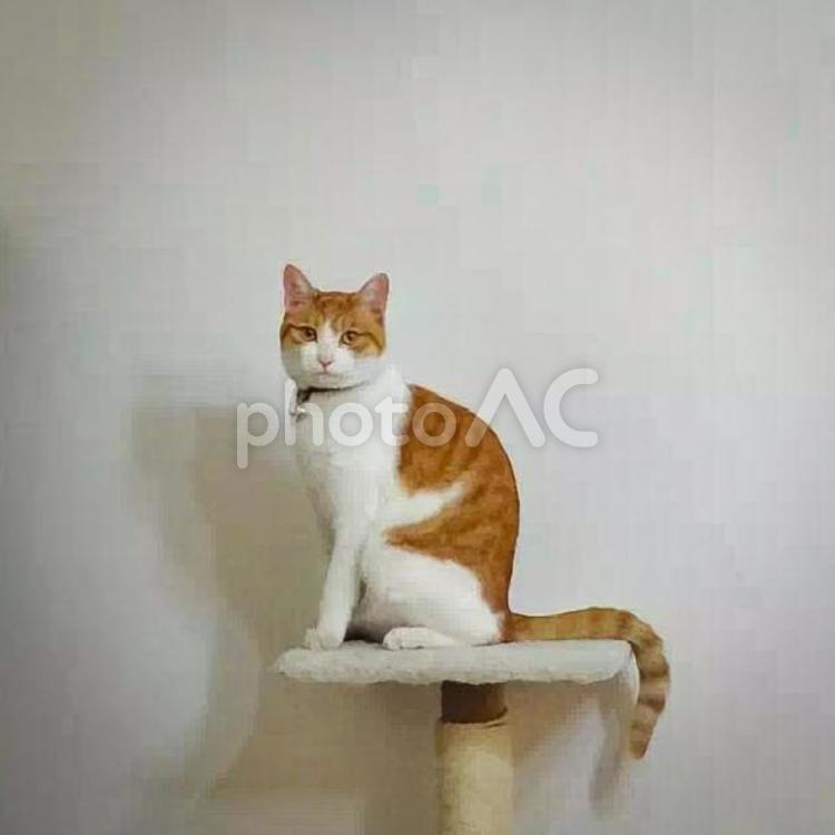 キャットタワーの上でポーズを決める猫 猫,茶白猫,キャットタワーの写真素材