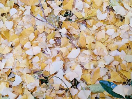 イチョウのじゅうたん いちょう,落ち葉,秋の写真素材