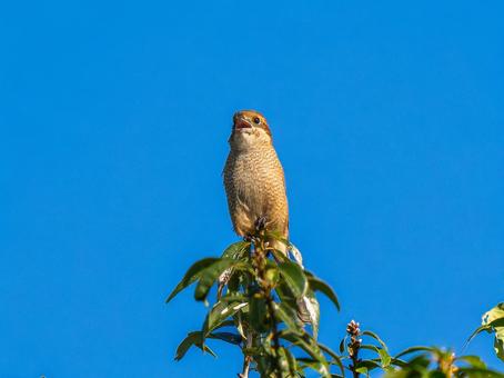 枝にとまるモズ モズ,百舌鳥,野鳥の写真素材