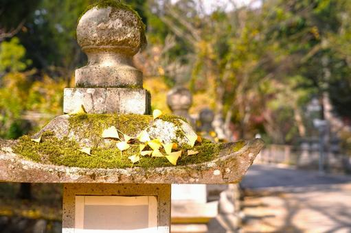 灯籠にイチョウ葉 神社,イチョウ葉,落葉の写真素材