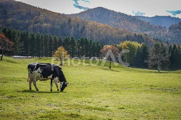 黒白の牛が草を食べている 牛,牧草地,草を食べるの写真素材