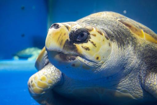水中を泳ぐウミガメのポートレート 水中を泳ぐウミガメのポートレート 浅虫水族館,ウミガメ,亀の写真素材