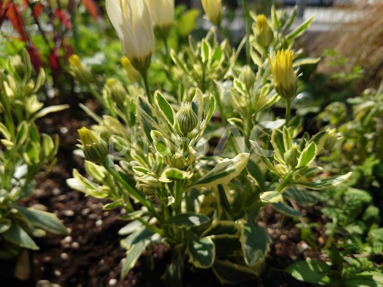 オステオスペルマム（葉／蕾／花） 花,蕾,葉の写真素材