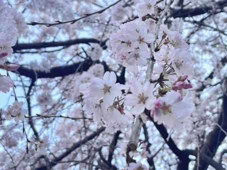 桜 桜の写真