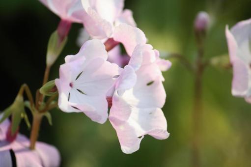 庭の花 1 庭の花 1の写真