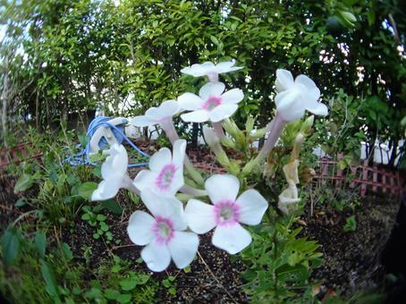 フロックス フロックス,花,フラワーの写真素材