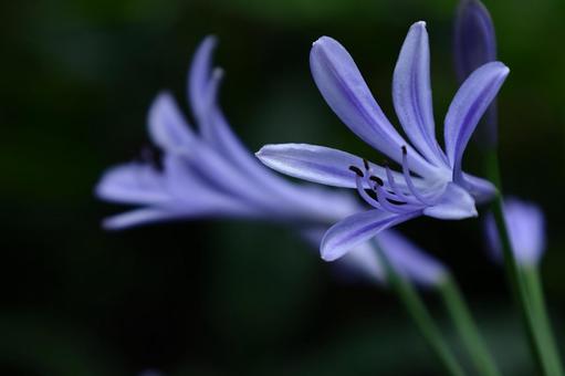 Photo, agapanthus, purple clam, murasaki kunsiran, 