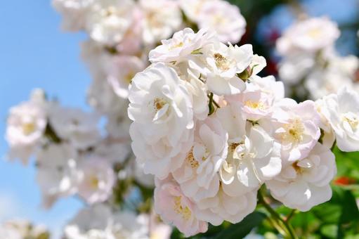 薔薇 ペレニアルブラッシュ 薔薇 ペレニアルブラッシュ 薔薇,ペレニアルブラッシュ,花の写真素材